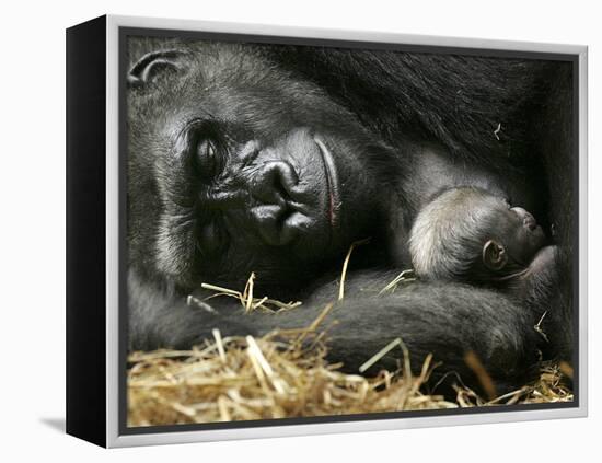 Western Lowland Gorilla, Cradles Her 3-Day Old Baby at the Franklin Park Zoo in Boston-null-Framed Premier Image Canvas