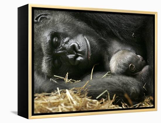 Western Lowland Gorilla, Cradles Her 3-Day Old Baby at the Franklin Park Zoo in Boston-null-Framed Premier Image Canvas