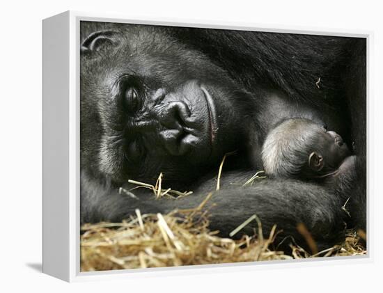 Western Lowland Gorilla, Cradles Her 3-Day Old Baby at the Franklin Park Zoo in Boston-null-Framed Premier Image Canvas