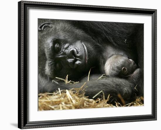 Western Lowland Gorilla, Cradles Her 3-Day Old Baby at the Franklin Park Zoo in Boston--Framed Photographic Print