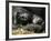 Western Lowland Gorilla, Cradles Her 3-Day Old Baby at the Franklin Park Zoo in Boston-null-Framed Photographic Print