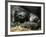 Western Lowland Gorilla, Cradles Her 3-Day Old Baby at the Franklin Park Zoo in Boston-null-Framed Photographic Print