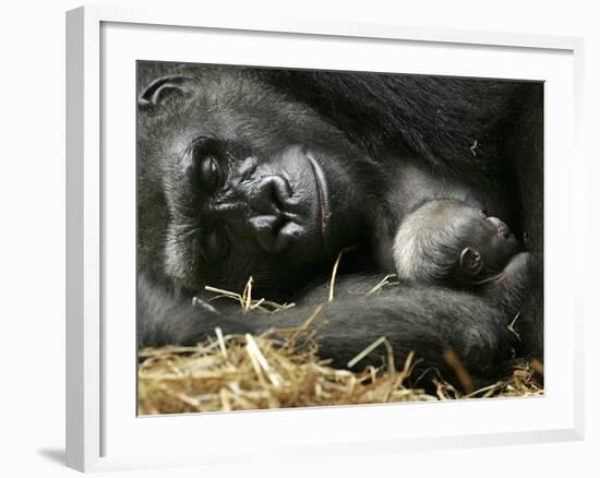 Western Lowland Gorilla, Cradles Her 3-Day Old Baby at the Franklin Park Zoo in Boston-null-Framed Photographic Print