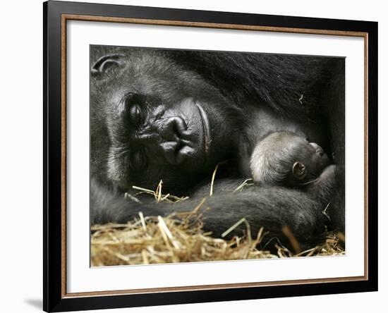 Western Lowland Gorilla, Cradles Her 3-Day Old Baby at the Franklin Park Zoo in Boston--Framed Photographic Print