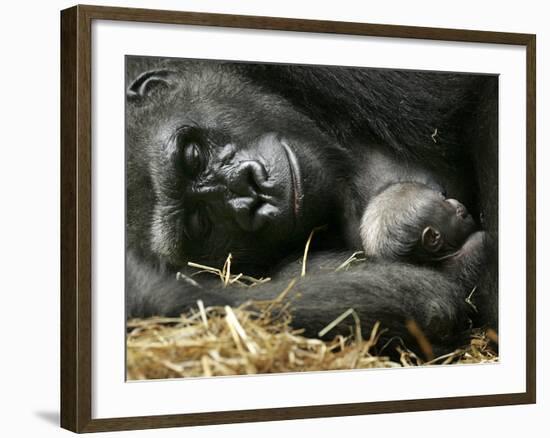 Western Lowland Gorilla, Cradles Her 3-Day Old Baby at the Franklin Park Zoo in Boston-null-Framed Photographic Print