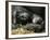 Western Lowland Gorilla, Cradles Her 3-Day Old Baby at the Franklin Park Zoo in Boston-null-Framed Photographic Print