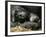 Western Lowland Gorilla, Cradles Her 3-Day Old Baby at the Franklin Park Zoo in Boston-null-Framed Photographic Print