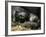 Western Lowland Gorilla, Cradles Her 3-Day Old Baby at the Franklin Park Zoo in Boston-null-Framed Photographic Print