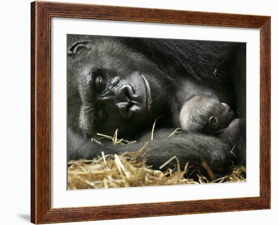 Western Lowland Gorilla, Cradles Her 3-Day Old Baby at the Franklin Park Zoo in Boston-null-Framed Photographic Print