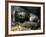 Western Lowland Gorilla, Cradles Her 3-Day Old Baby at the Franklin Park Zoo in Boston-null-Framed Photographic Print