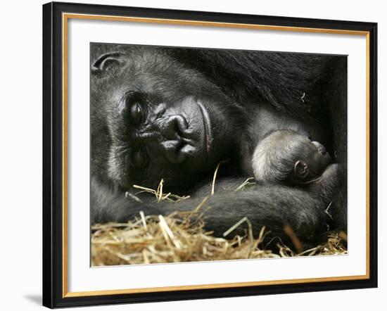 Western Lowland Gorilla, Cradles Her 3-Day Old Baby at the Franklin Park Zoo in Boston-null-Framed Photographic Print