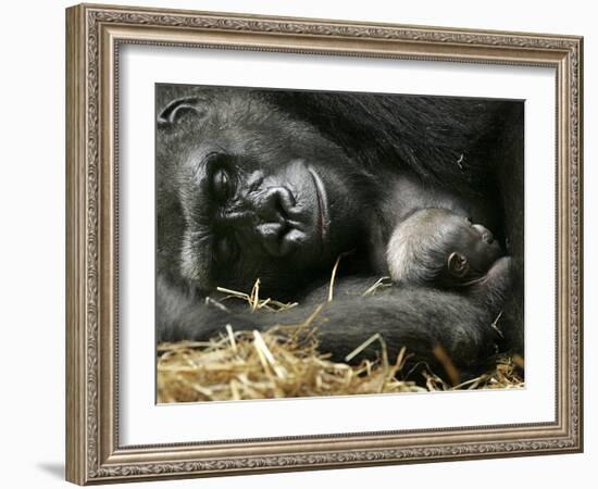 Western Lowland Gorilla, Cradles Her 3-Day Old Baby at the Franklin Park Zoo in Boston-null-Framed Photographic Print
