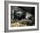 Western Lowland Gorilla, Cradles Her 3-Day Old Baby at the Franklin Park Zoo in Boston-null-Framed Photographic Print