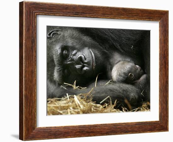 Western Lowland Gorilla, Cradles Her 3-Day Old Baby at the Franklin Park Zoo in Boston-null-Framed Photographic Print