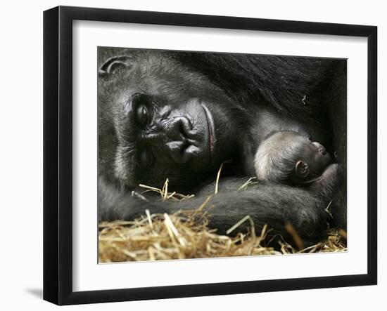 Western Lowland Gorilla, Cradles Her 3-Day Old Baby at the Franklin Park Zoo in Boston-null-Framed Photographic Print