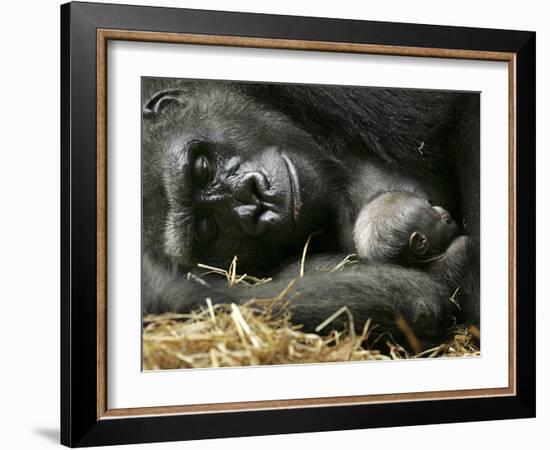 Western Lowland Gorilla, Cradles Her 3-Day Old Baby at the Franklin Park Zoo in Boston-null-Framed Photographic Print