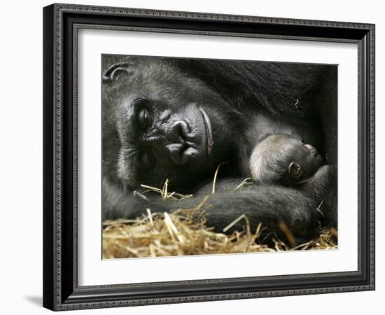 Western Lowland Gorilla, Cradles Her 3-Day Old Baby at the Franklin Park Zoo in Boston-null-Framed Photographic Print