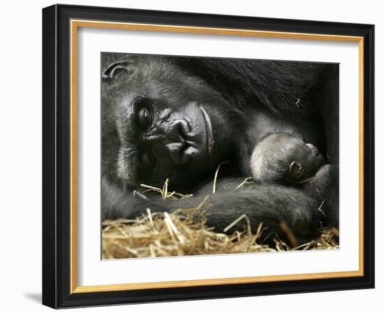 Western Lowland Gorilla, Cradles Her 3-Day Old Baby at the Franklin Park Zoo in Boston-null-Framed Photographic Print