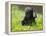 Western Lowland Gorilla Female Baby Scratching Head. Captive, France-Eric Baccega-Framed Premier Image Canvas