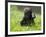 Western Lowland Gorilla Female Baby Scratching Head. Captive, France-Eric Baccega-Framed Premium Photographic Print