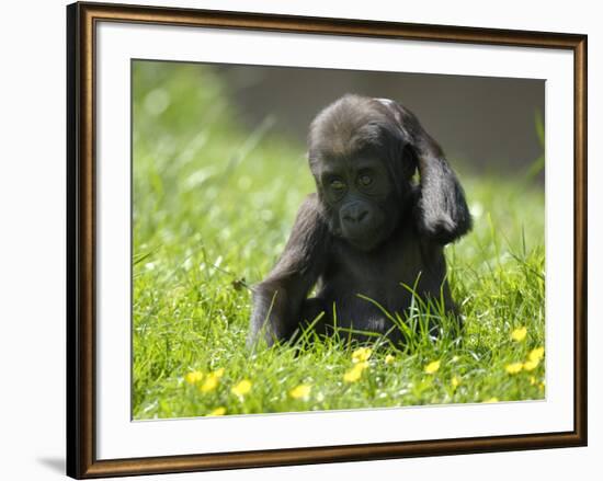 Western Lowland Gorilla Female Baby Scratching Head. Captive, France-Eric Baccega-Framed Premium Photographic Print