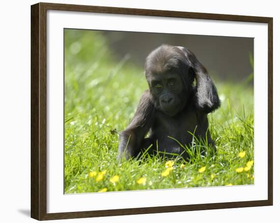 Western Lowland Gorilla Female Baby Scratching Head. Captive, France-Eric Baccega-Framed Photographic Print