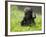 Western Lowland Gorilla Female Baby Scratching Head. Captive, France-Eric Baccega-Framed Photographic Print