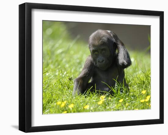 Western Lowland Gorilla Female Baby Scratching Head. Captive, France-Eric Baccega-Framed Photographic Print