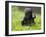 Western Lowland Gorilla Female Baby Scratching Head. Captive, France-Eric Baccega-Framed Photographic Print