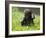 Western Lowland Gorilla Female Baby Scratching Head. Captive, France-Eric Baccega-Framed Photographic Print