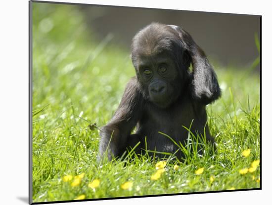 Western Lowland Gorilla Female Baby Scratching Head. Captive, France-Eric Baccega-Mounted Photographic Print
