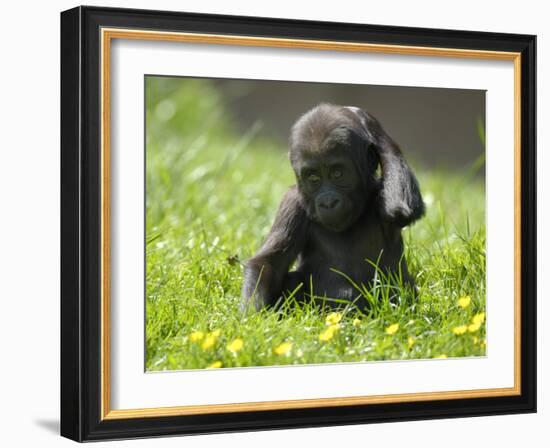 Western Lowland Gorilla Female Baby Scratching Head. Captive, France-Eric Baccega-Framed Photographic Print