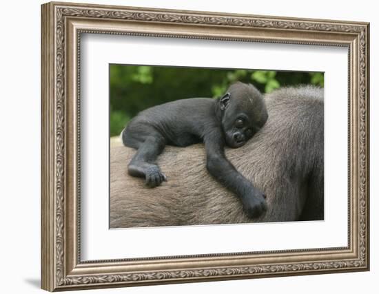 Western Lowland Gorilla (Gorilla Gorilla Gorilla) Baby Age 45 Days-Edwin Giesbers-Framed Photographic Print