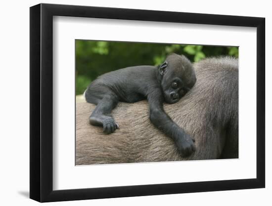 Western Lowland Gorilla (Gorilla Gorilla Gorilla) Baby Age 45 Days-Edwin Giesbers-Framed Photographic Print