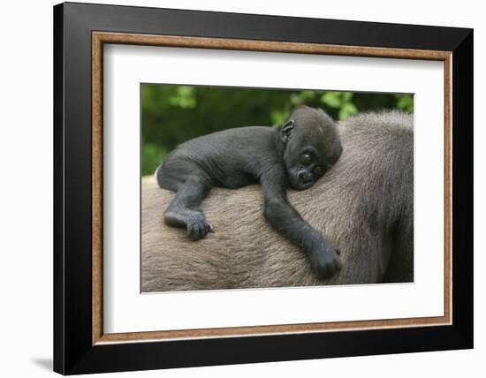 Western Lowland Gorilla (Gorilla Gorilla Gorilla) Baby Age 45 Days-Edwin Giesbers-Framed Photographic Print