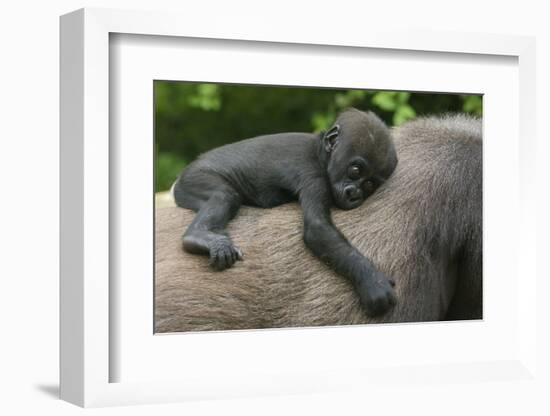 Western Lowland Gorilla (Gorilla Gorilla Gorilla) Baby Age 45 Days-Edwin Giesbers-Framed Photographic Print