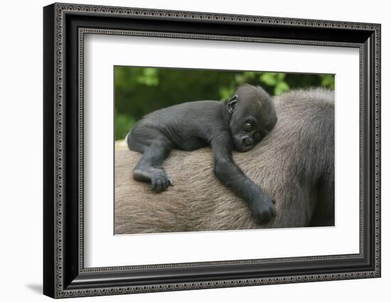 Western Lowland Gorilla (Gorilla Gorilla Gorilla) Baby Age 45 Days-Edwin Giesbers-Framed Photographic Print