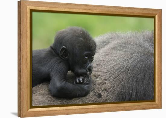 Western Lowland Gorilla (Gorilla Gorilla Gorilla) Baby Age 45 Days-Edwin Giesbers-Framed Premier Image Canvas