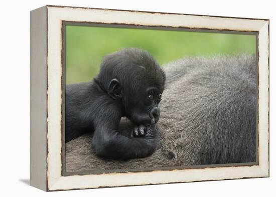 Western Lowland Gorilla (Gorilla Gorilla Gorilla) Baby Age 45 Days-Edwin Giesbers-Framed Premier Image Canvas