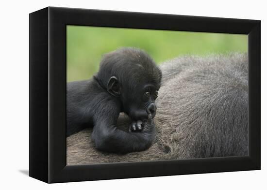 Western Lowland Gorilla (Gorilla Gorilla Gorilla) Baby Age 45 Days-Edwin Giesbers-Framed Premier Image Canvas