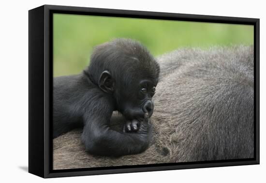 Western Lowland Gorilla (Gorilla Gorilla Gorilla) Baby Age 45 Days-Edwin Giesbers-Framed Premier Image Canvas