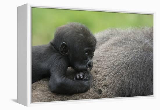 Western Lowland Gorilla (Gorilla Gorilla Gorilla) Baby Age 45 Days-Edwin Giesbers-Framed Premier Image Canvas