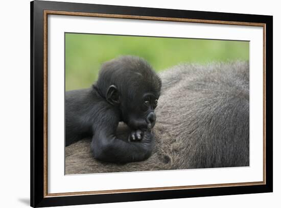 Western Lowland Gorilla (Gorilla Gorilla Gorilla) Baby Age 45 Days-Edwin Giesbers-Framed Photographic Print