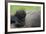 Western Lowland Gorilla (Gorilla Gorilla Gorilla) Baby Age 45 Days-Edwin Giesbers-Framed Photographic Print