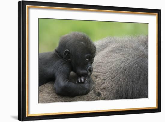 Western Lowland Gorilla (Gorilla Gorilla Gorilla) Baby Age 45 Days-Edwin Giesbers-Framed Photographic Print