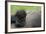 Western Lowland Gorilla (Gorilla Gorilla Gorilla) Baby Age 45 Days-Edwin Giesbers-Framed Photographic Print