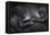 Western Lowland Gorilla (Gorilla Gorilla Gorilla) Twin Babies Age 45 Days Resting on Mother's Chest-Edwin Giesbers-Framed Premier Image Canvas