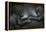 Western Lowland Gorilla (Gorilla Gorilla Gorilla) Twin Babies Age 45 Days Resting on Mother's Chest-Edwin Giesbers-Framed Premier Image Canvas