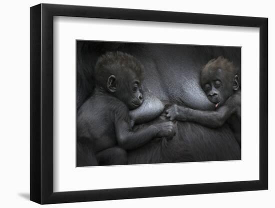 Western Lowland Gorilla (Gorilla Gorilla Gorilla) Twin Babies Age 45 Days Resting on Mother's Chest-Edwin Giesbers-Framed Photographic Print