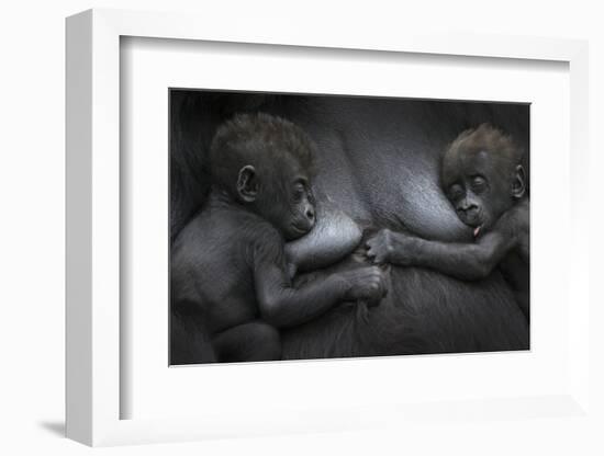 Western Lowland Gorilla (Gorilla Gorilla Gorilla) Twin Babies Age 45 Days Resting on Mother's Chest-Edwin Giesbers-Framed Photographic Print